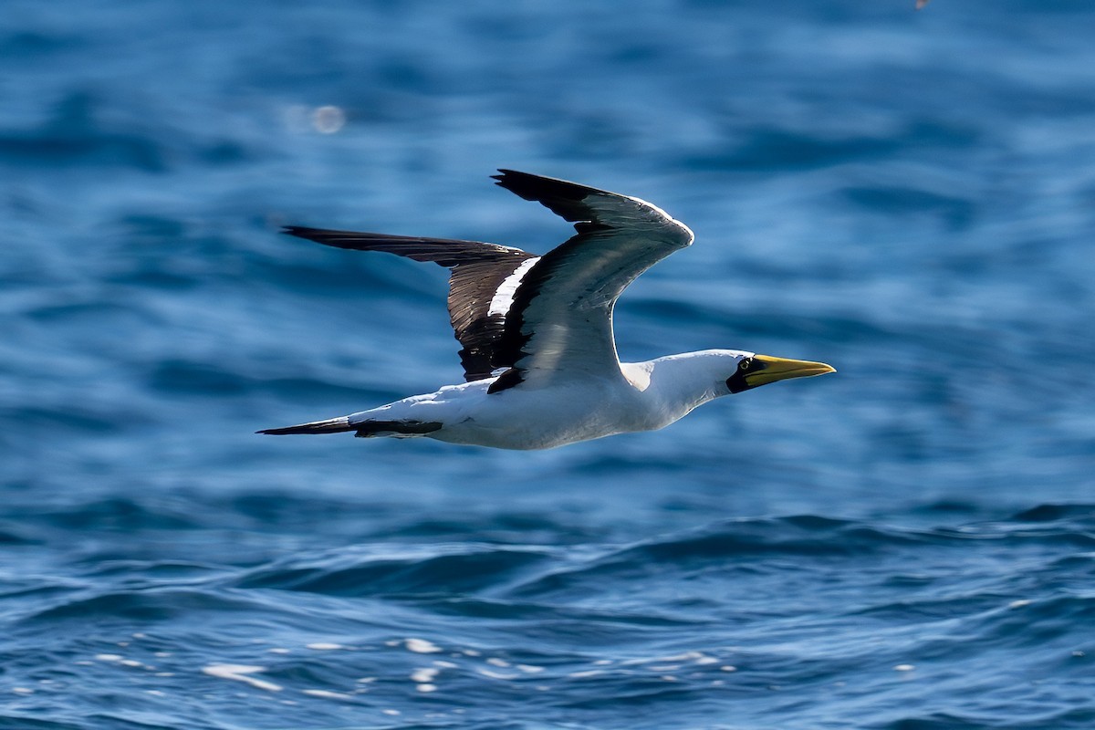 Masked Booby - ML624102603