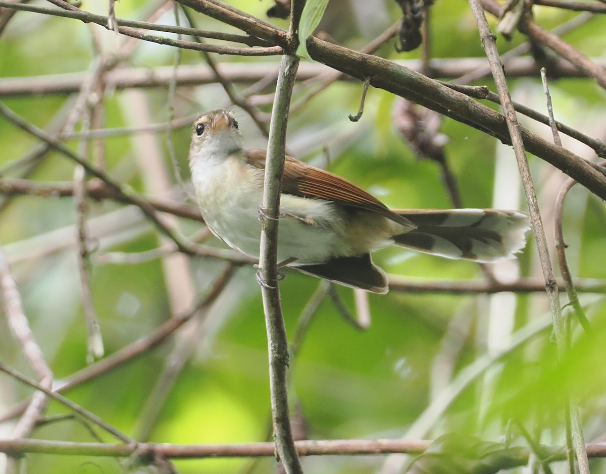 Rufous-backed Fantail - ML624102604