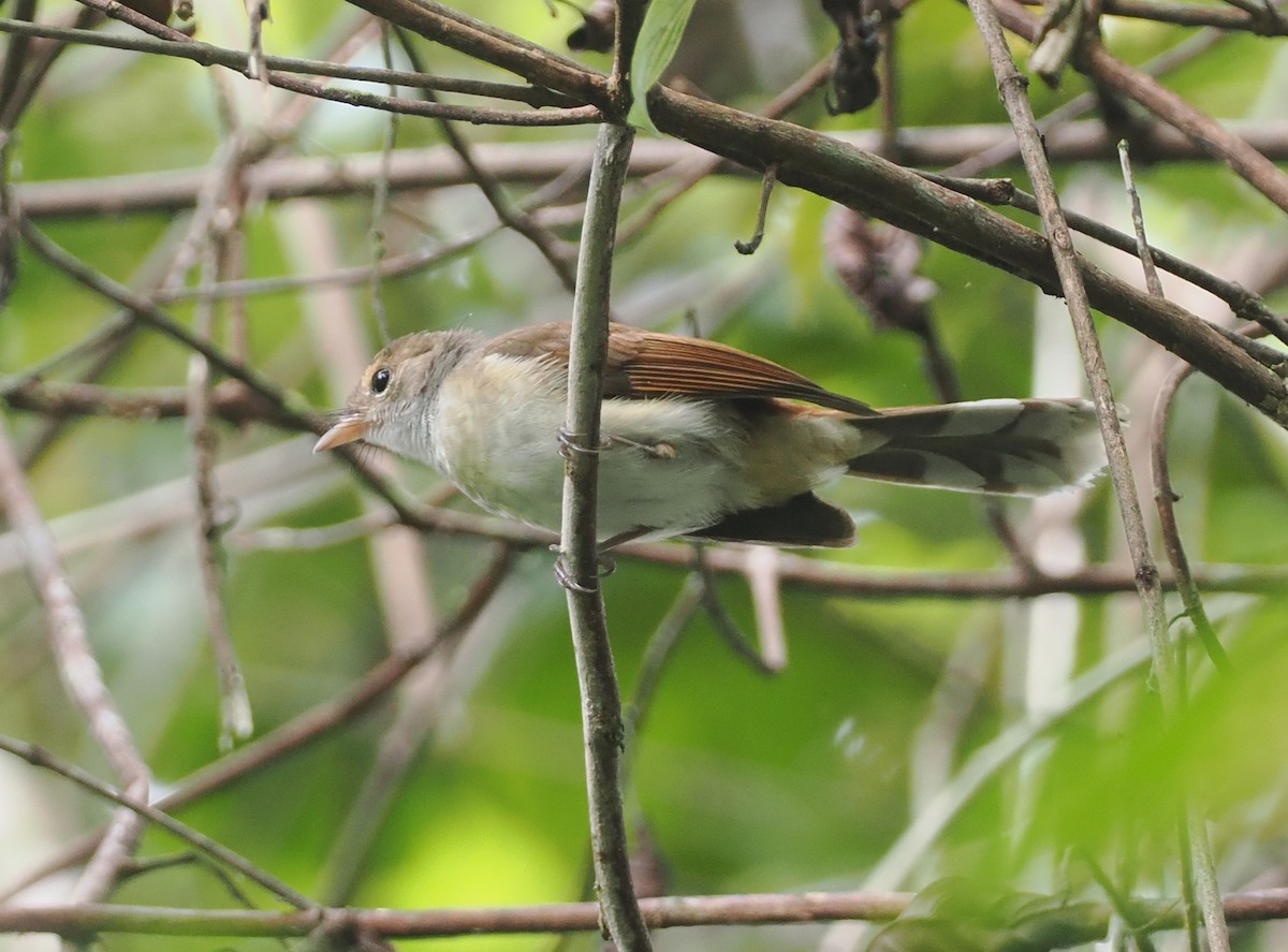 Rufous-backed Fantail - ML624102610