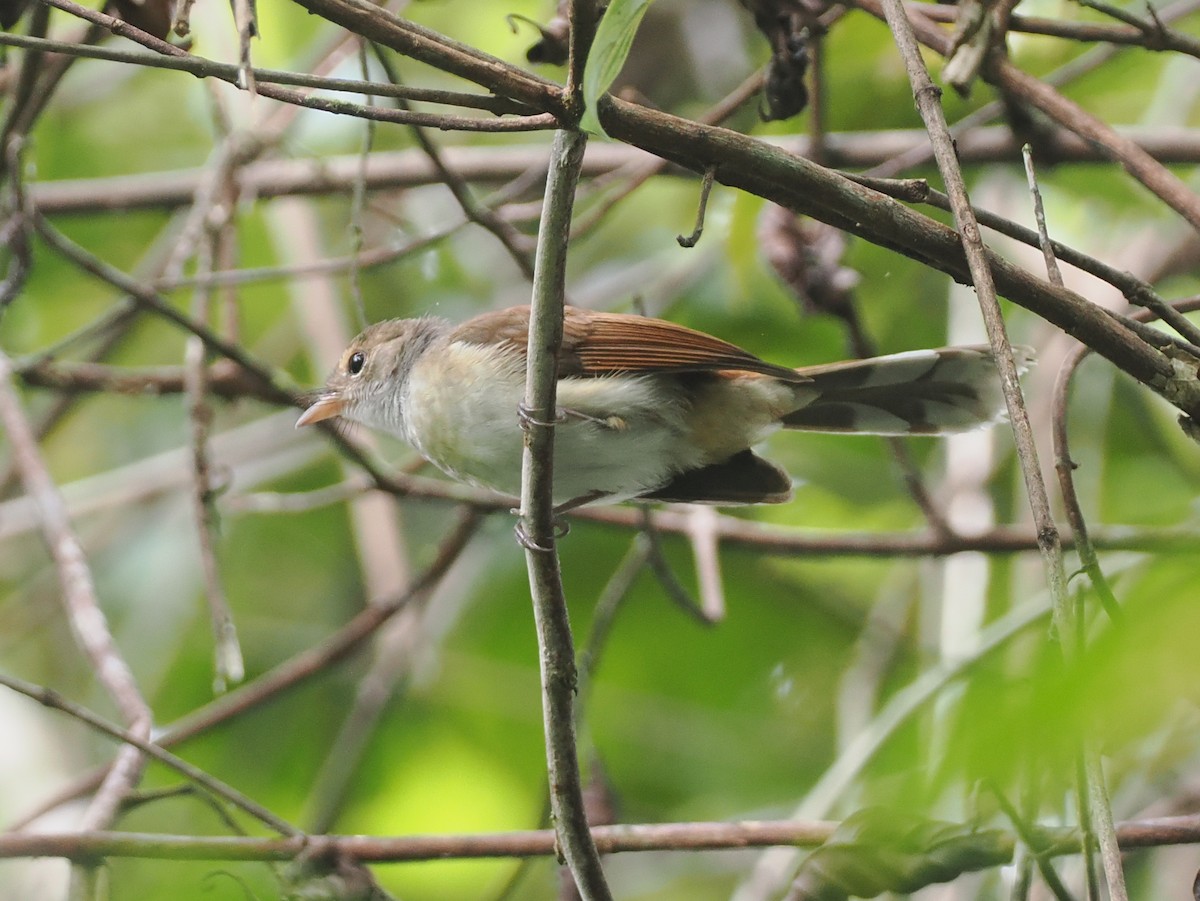 Rufous-backed Fantail - ML624102614