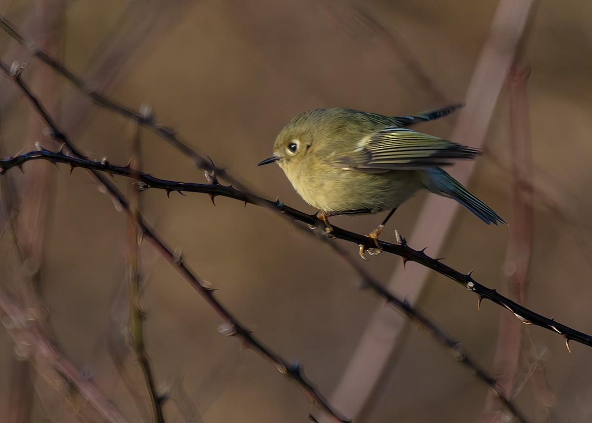 Ruby-crowned Kinglet - Kimberlie Dewey