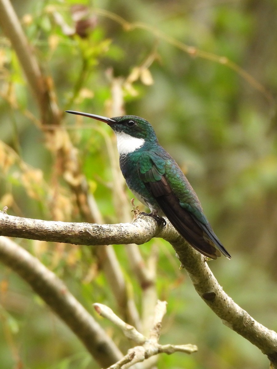 White-throated Hummingbird - ML624102623