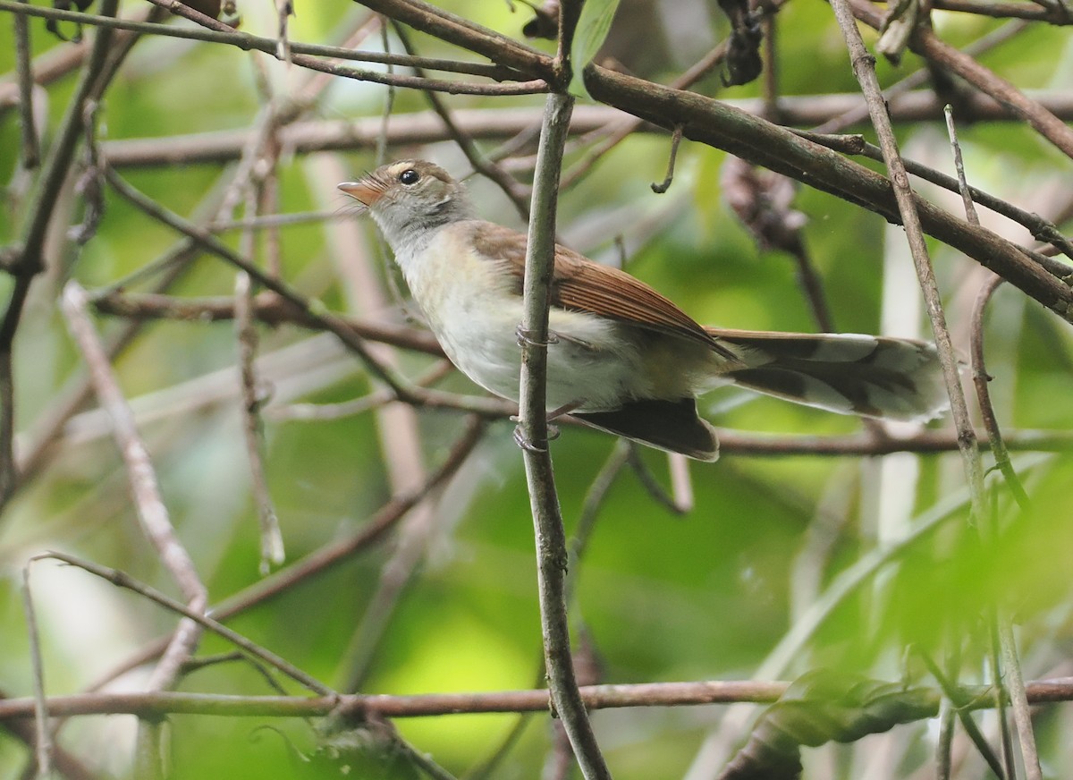 Rufous-backed Fantail - ML624102624