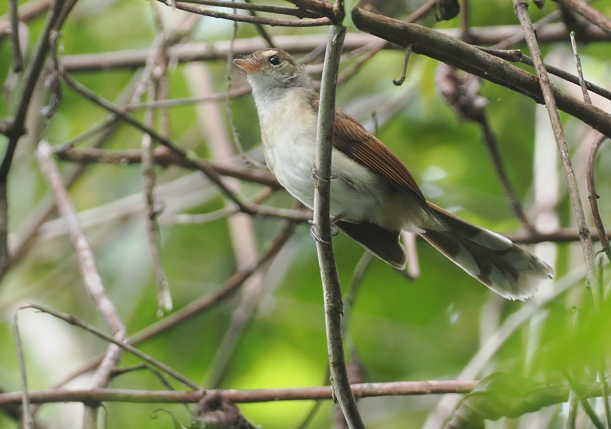 Rufous-backed Fantail - ML624102642