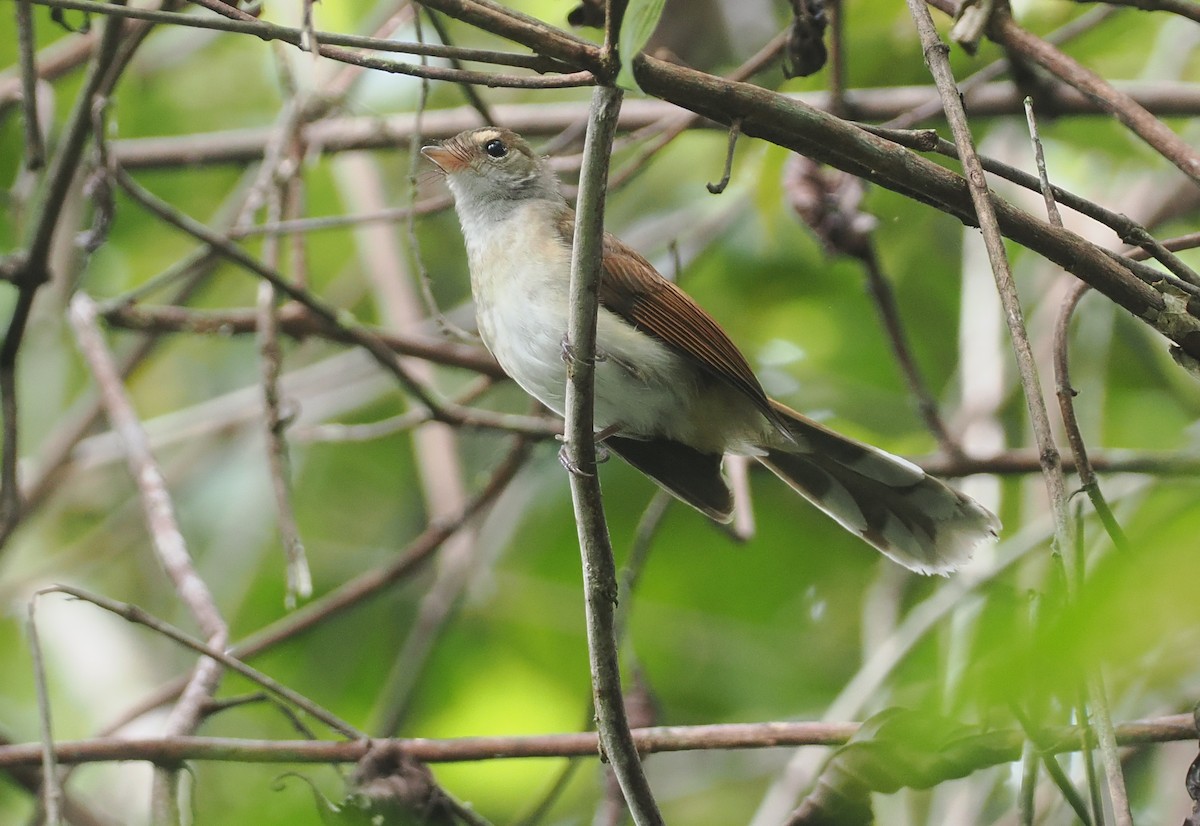 Rufous-backed Fantail - ML624102650