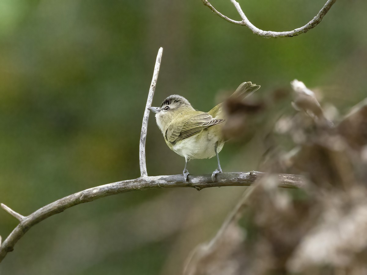 Vireo Ojirrojo - ML624102657