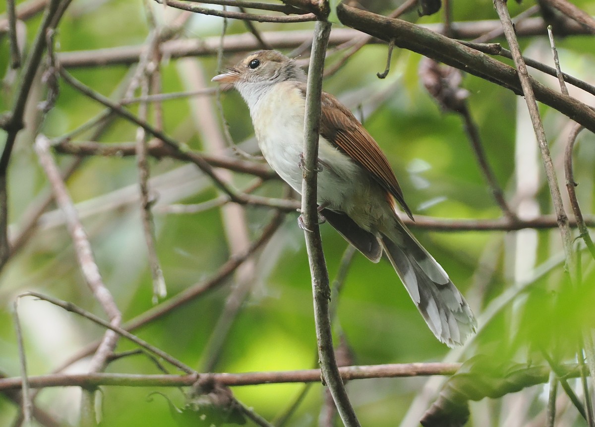 Rufous-backed Fantail - ML624102660
