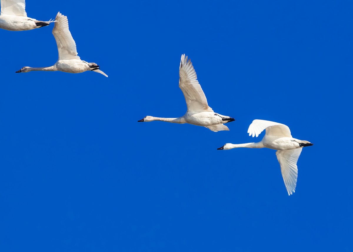 Tundra Swan - Kimberlie Dewey