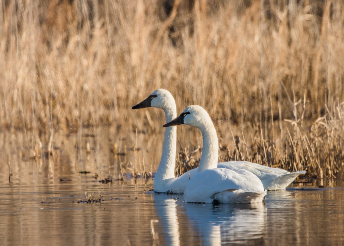 Cisne Chico - ML624102665