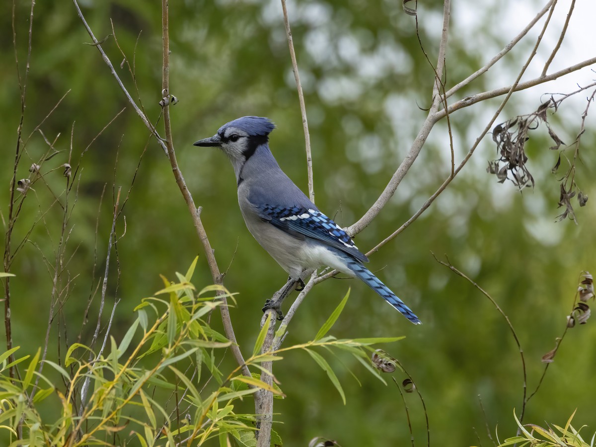 Chara Azul - ML624102667