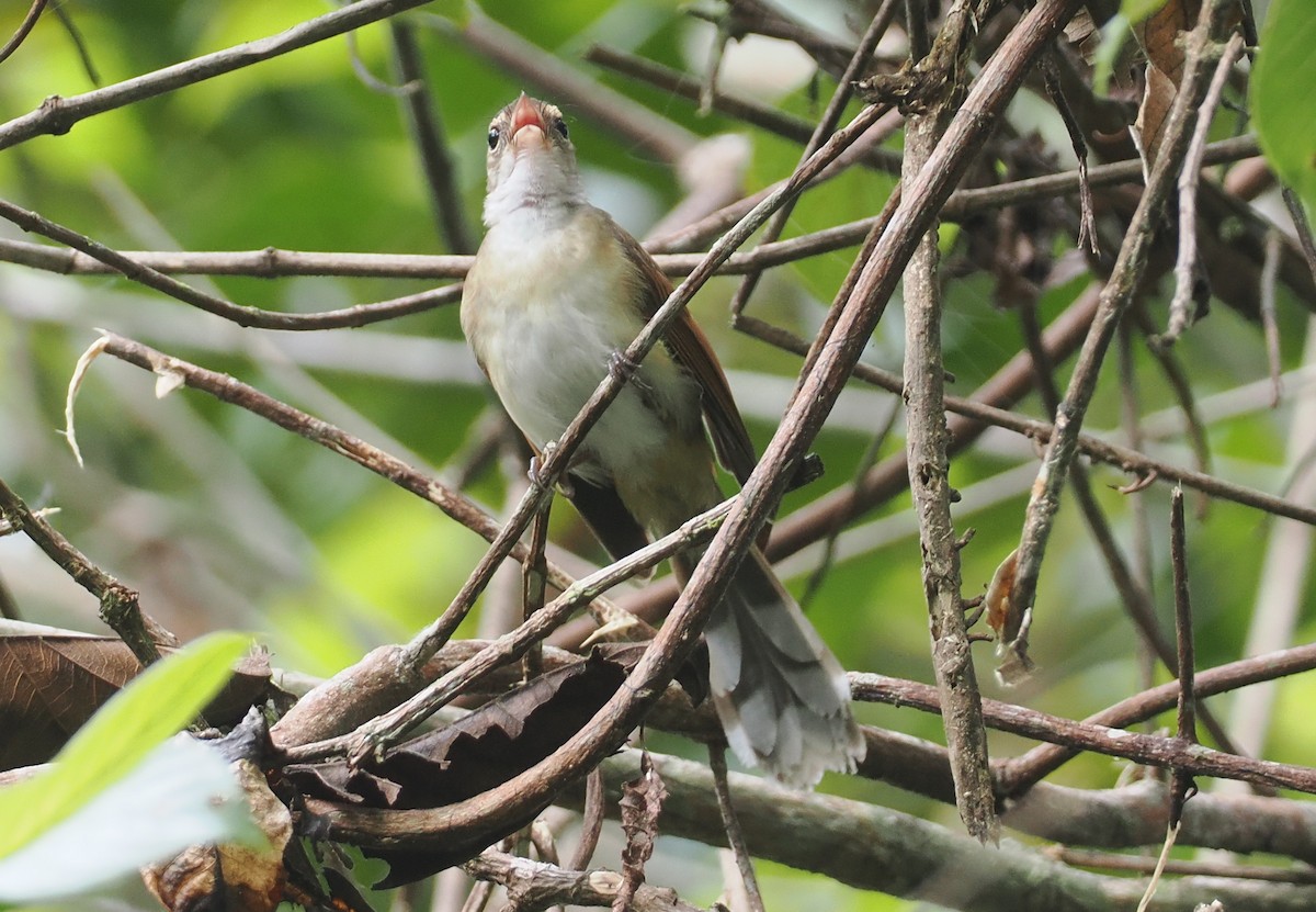 Rufous-backed Fantail - ML624102680