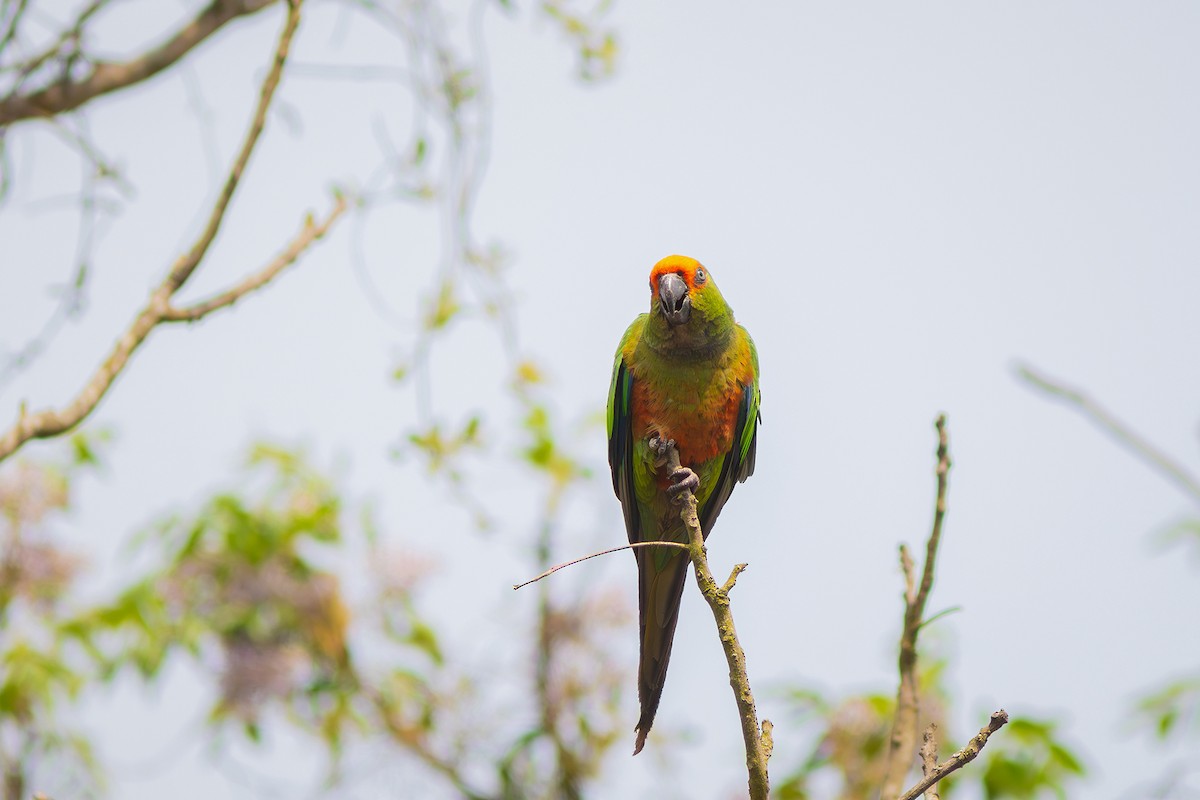 Golden-capped Parakeet - ML624102704