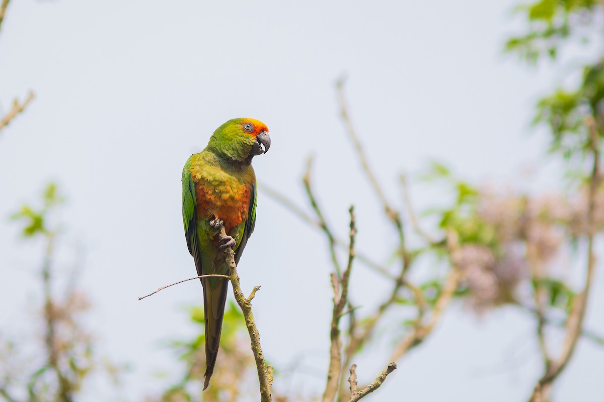 Golden-capped Parakeet - ML624102705
