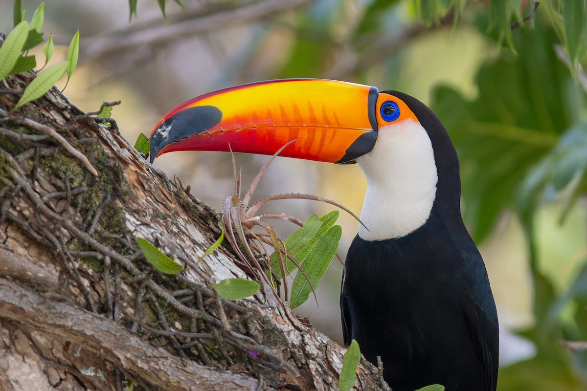 Toco Toucan - ML624102708