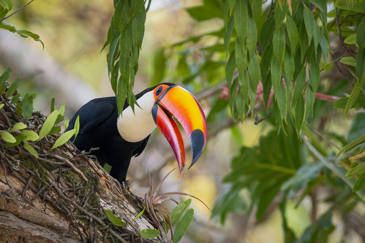 Toco Toucan - ML624102709