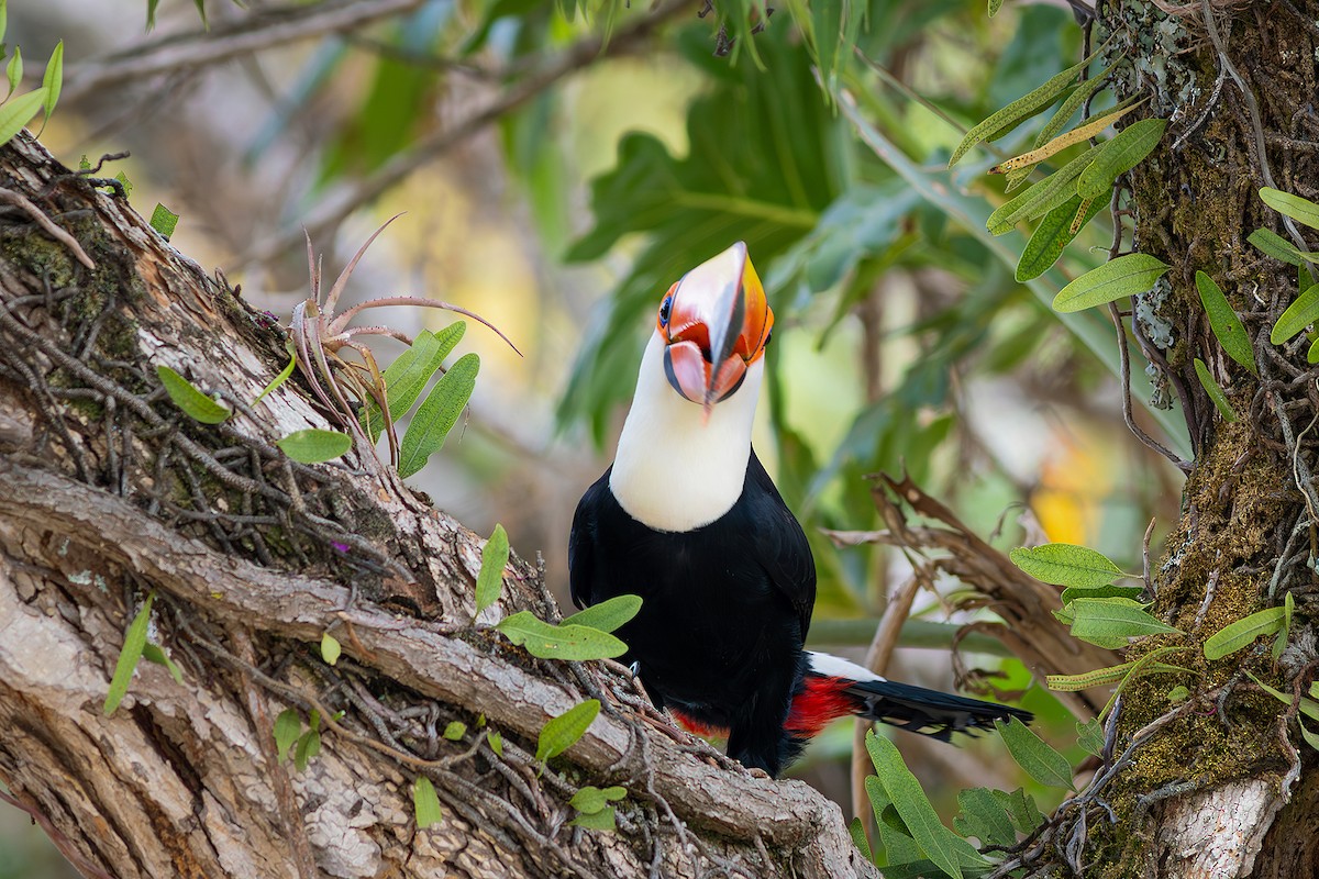 Toco Toucan - ML624102711