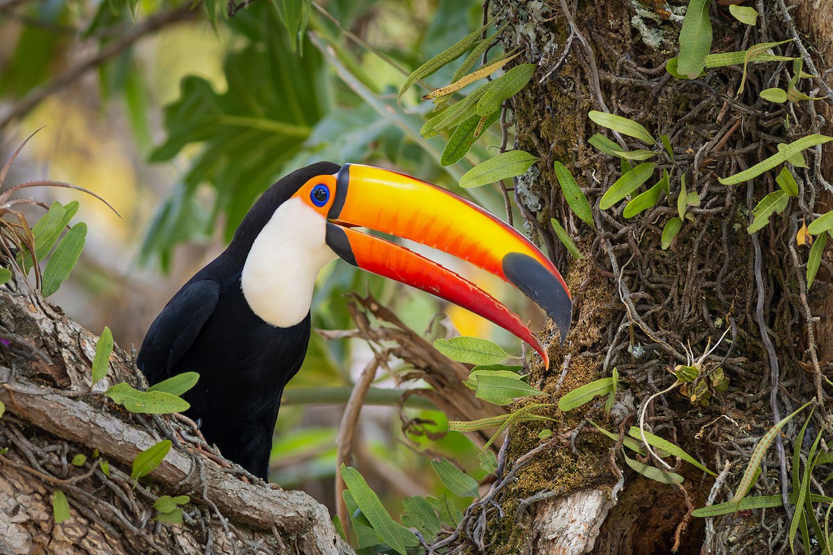 Toco Toucan - ML624102712