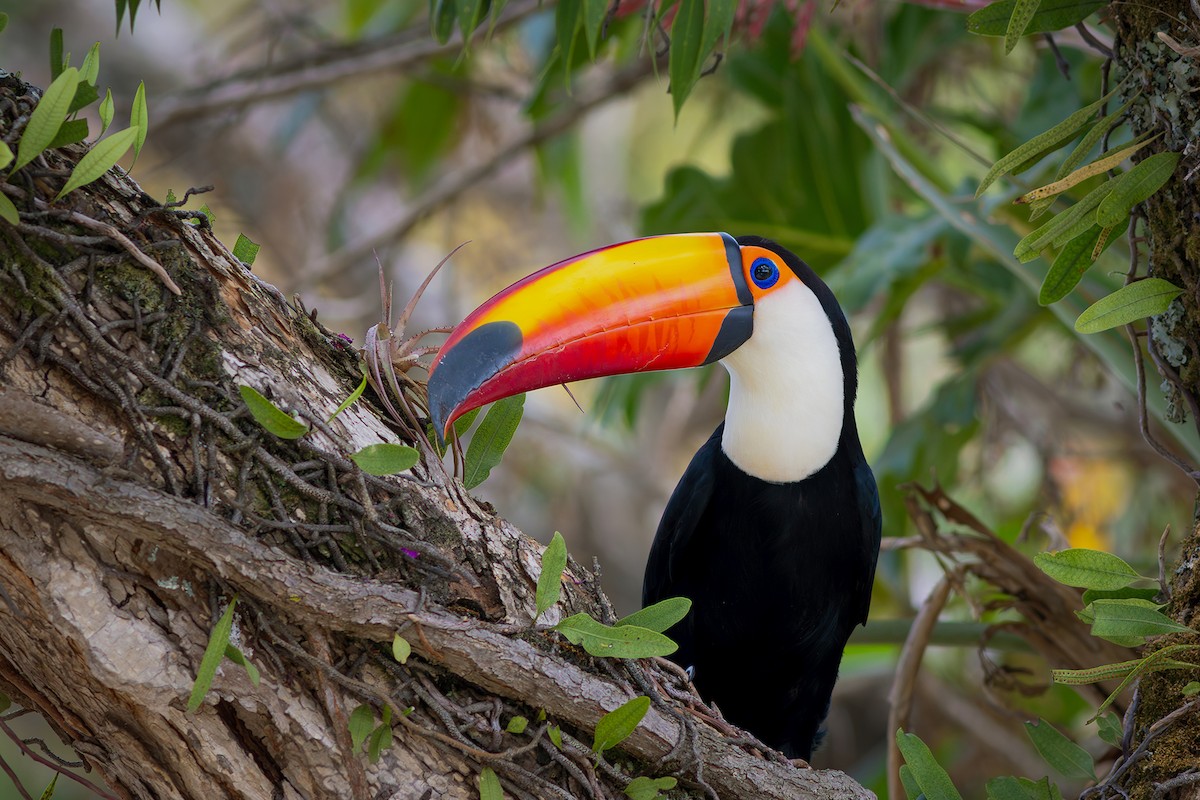 Toco Toucan - ML624102713