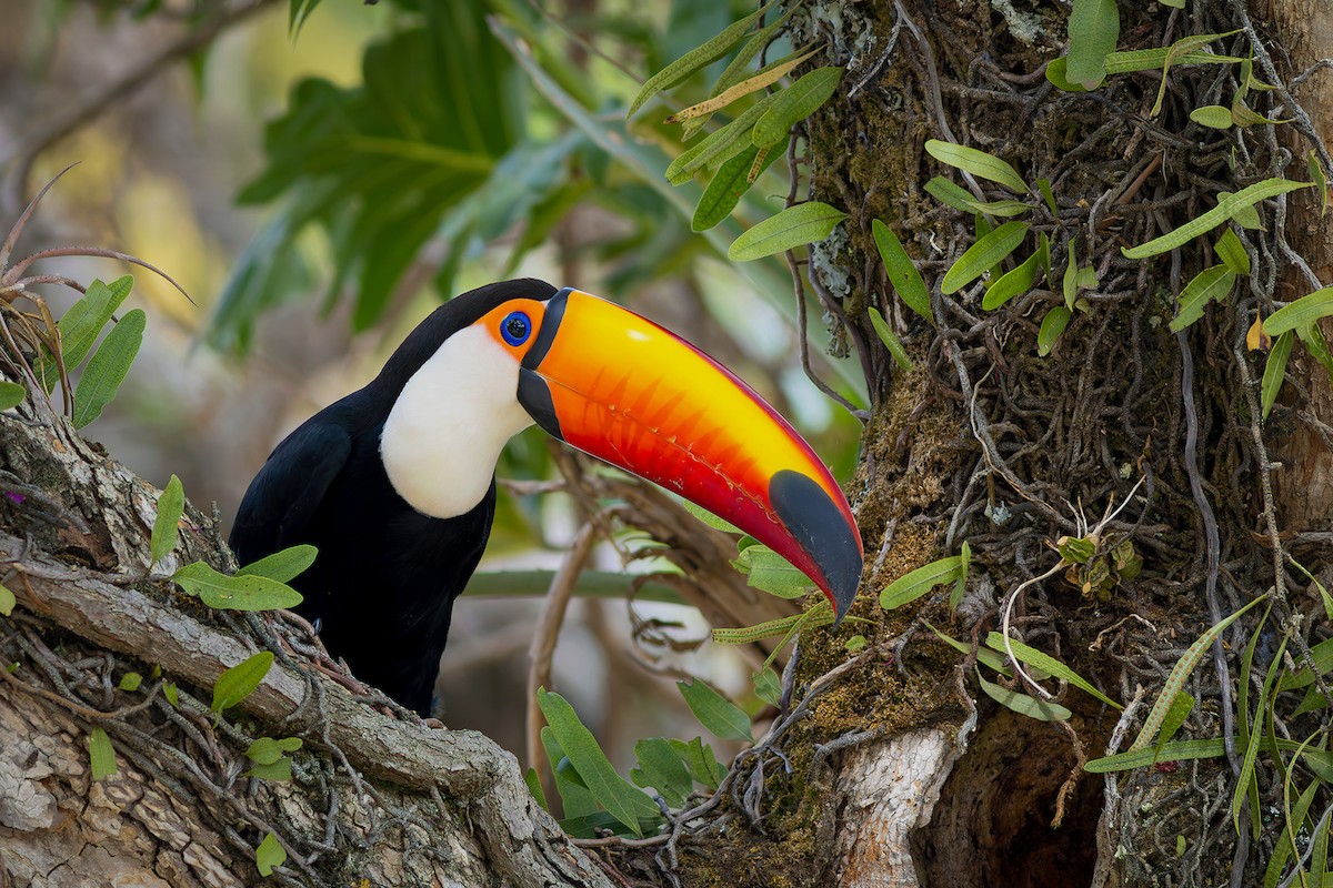 Toco Toucan - ML624102714
