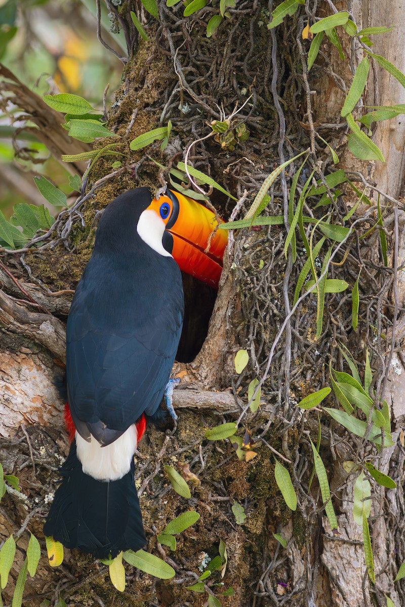 Toco Toucan - ML624102716