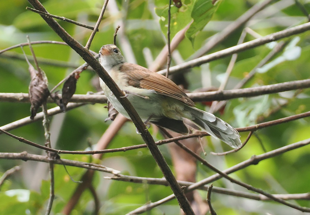 Rufous-backed Fantail - ML624102717