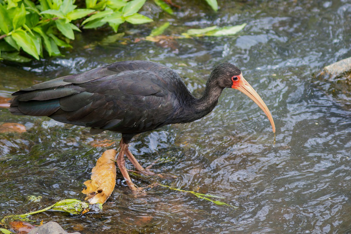Bare-faced Ibis - ML624102721