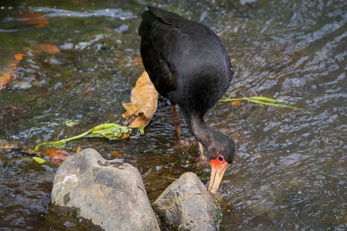 Bare-faced Ibis - ML624102722