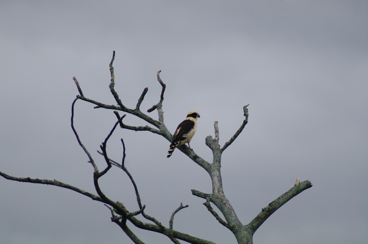 Laughing Falcon - ML624102770