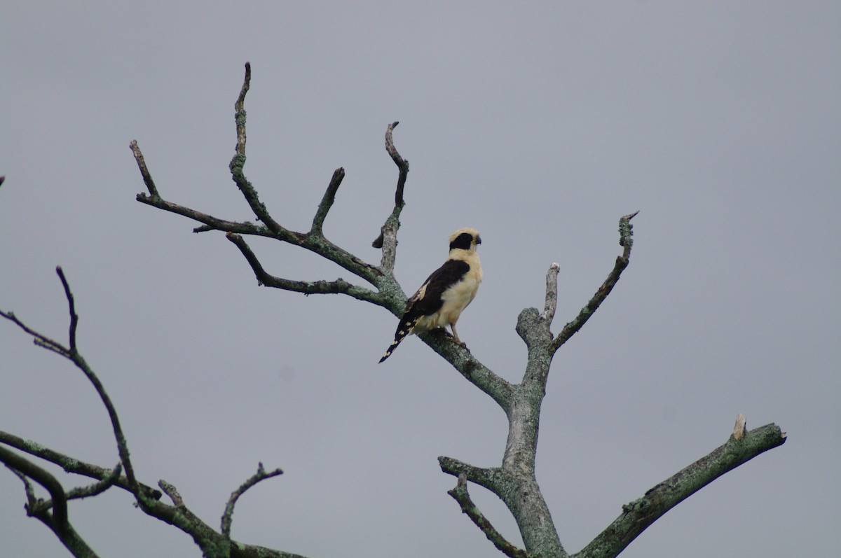 Laughing Falcon - ML624102772