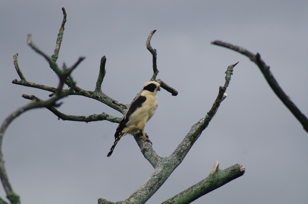 Laughing Falcon - ML624102774