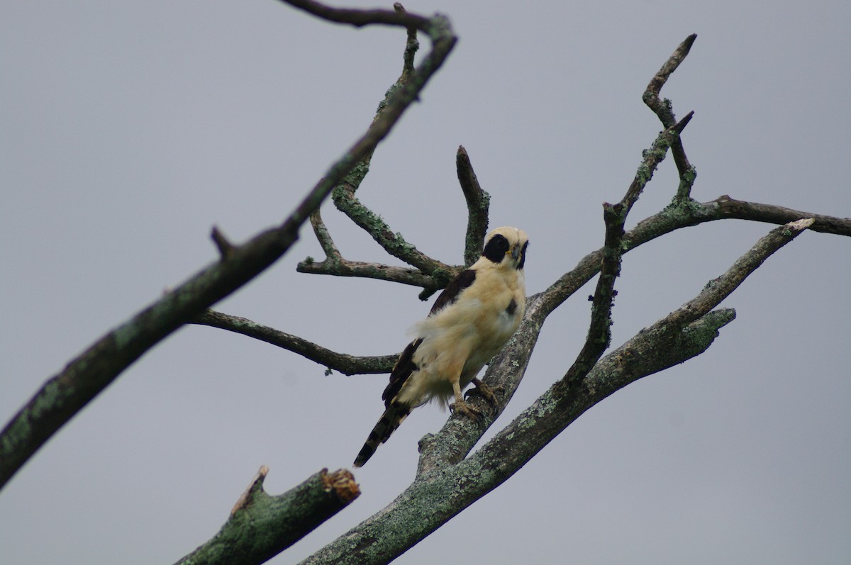 Laughing Falcon - ML624102775