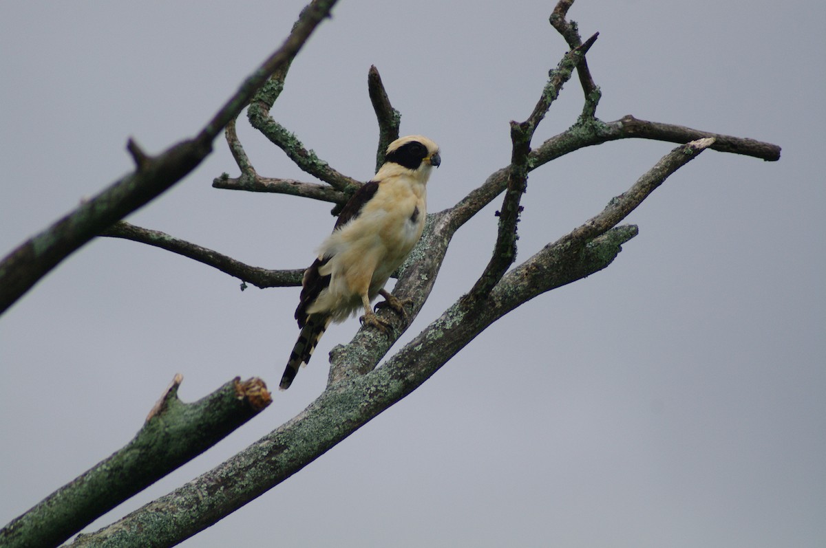 Laughing Falcon - ML624102776