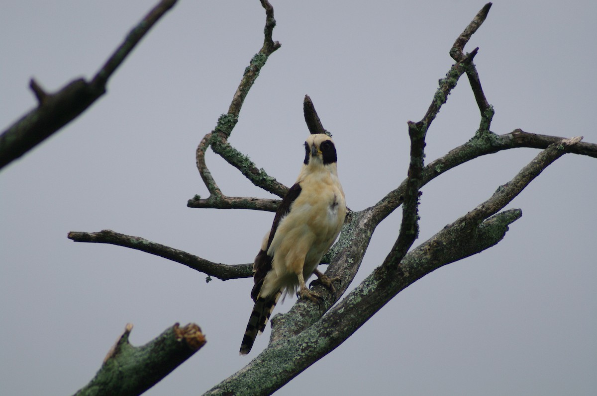 Laughing Falcon - ML624102777