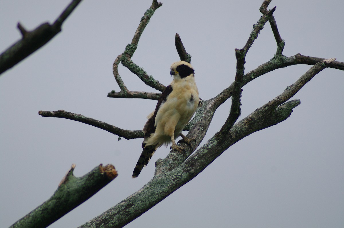 Laughing Falcon - ML624102779