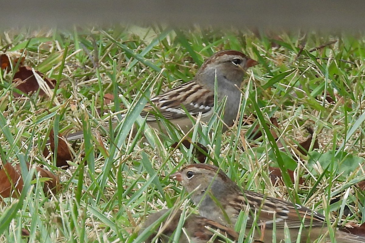 White-crowned Sparrow - ML624102816