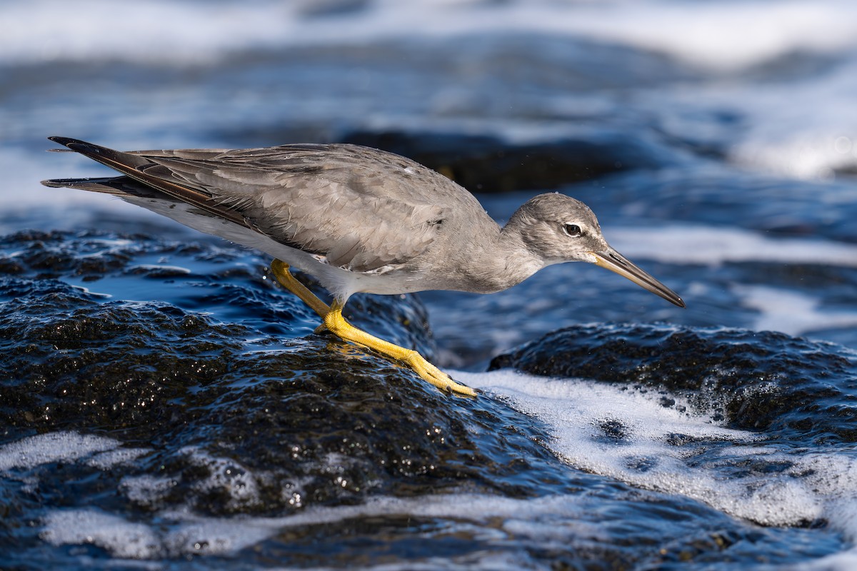 Wandering Tattler - ML624102881