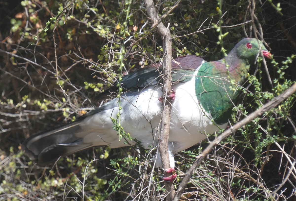 New Zealand Pigeon - ML624102893