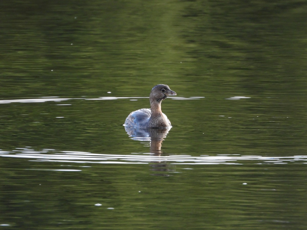 potápka americká - ML624102929