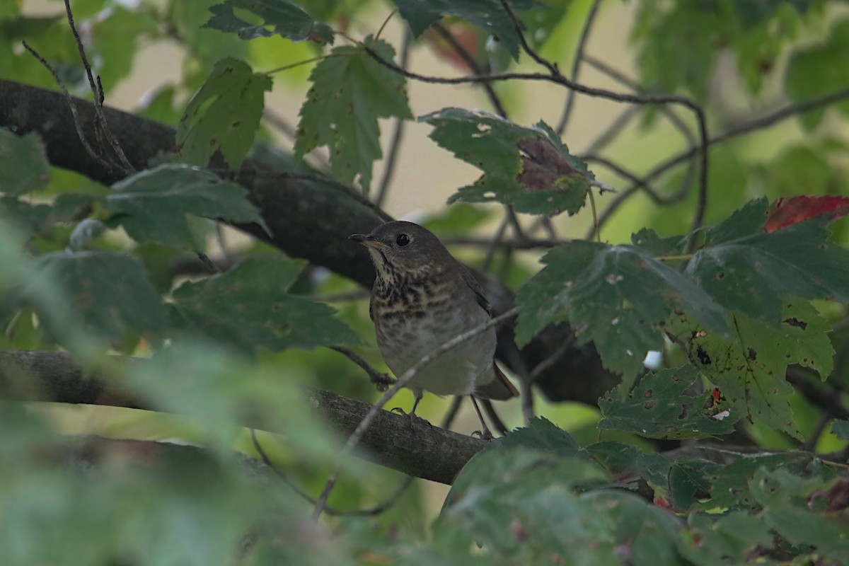 Gray-cheeked Thrush - ML624102940