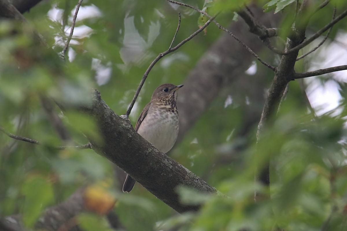 Gray-cheeked Thrush - ML624102941