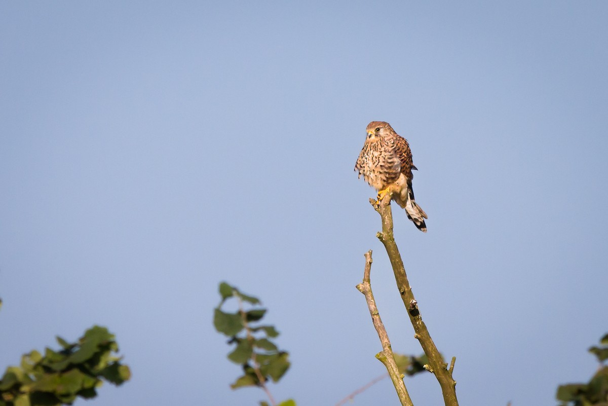 Eurasian Kestrel - ML624102942