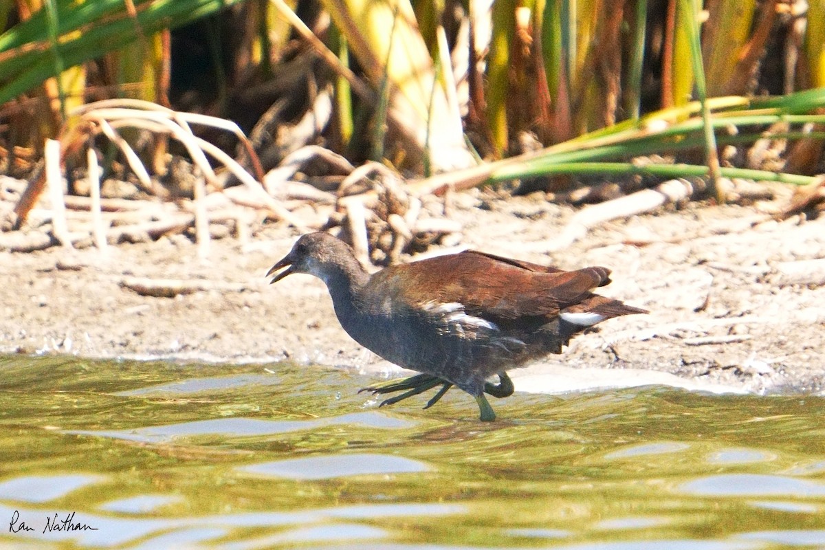 Common Gallinule (American) - ML624102983