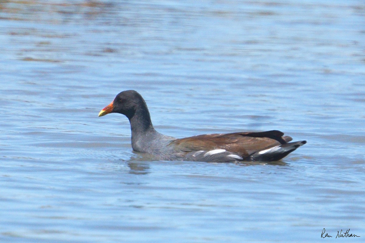 Common Gallinule (American) - ML624102987