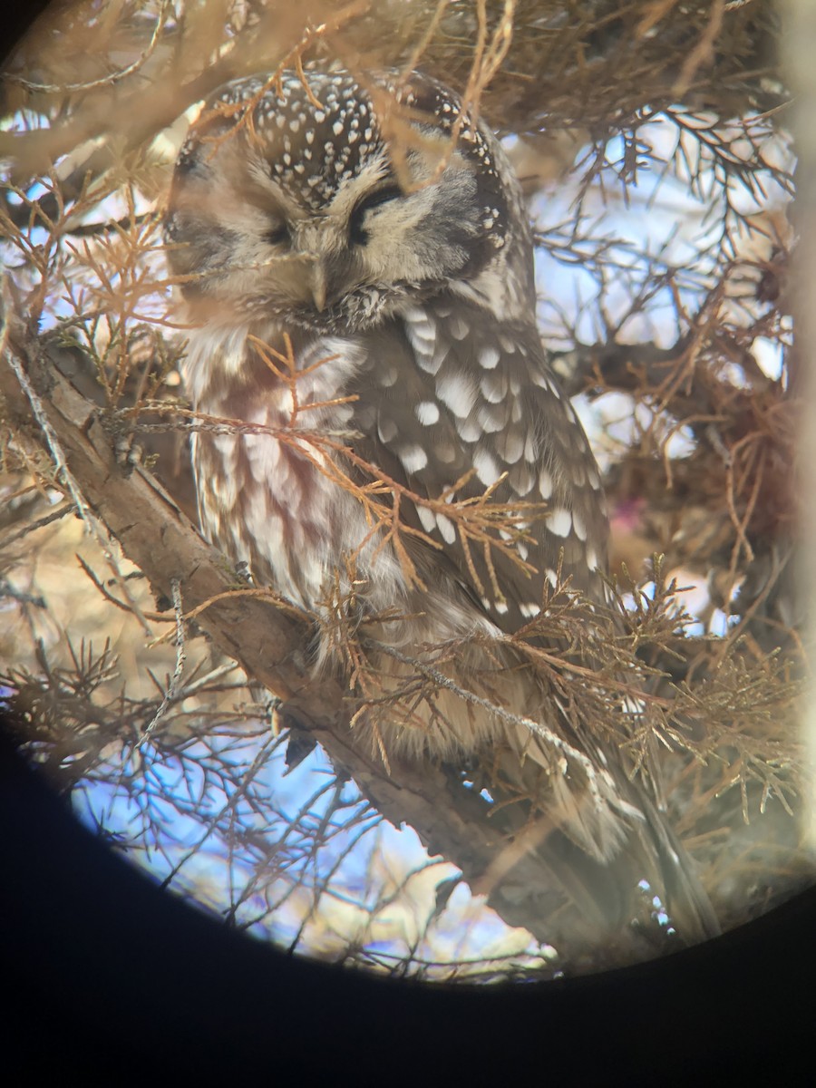 Boreal Owl (Richardson's) - ML624103000