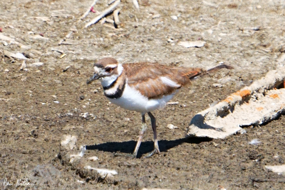 Killdeer - ML624103003