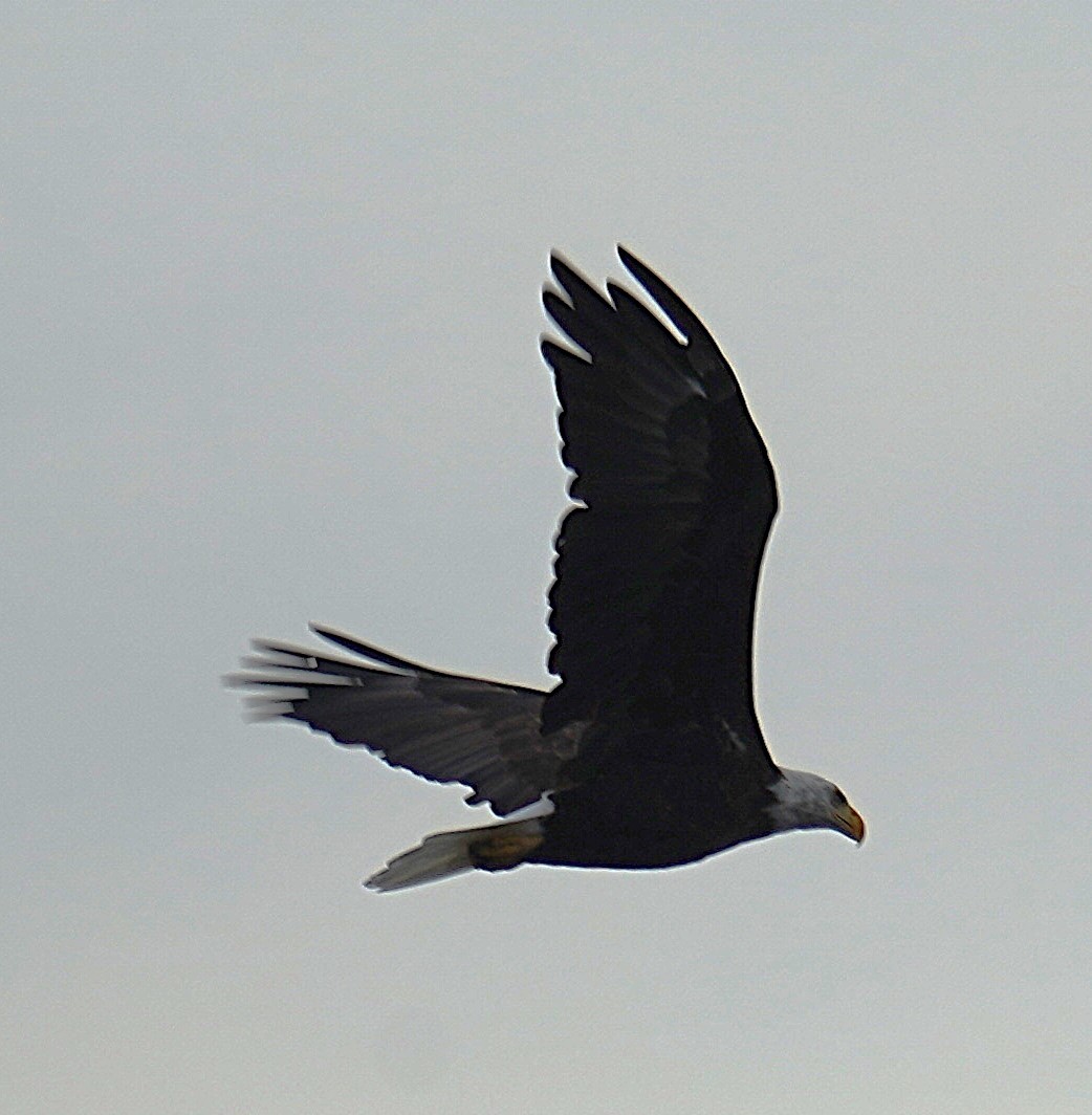 Bald Eagle - ML624103020