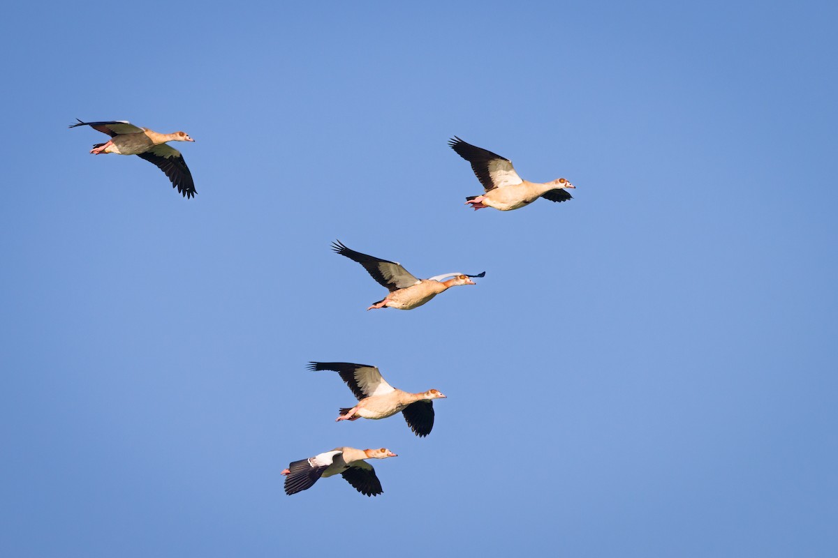 Egyptian Goose - ML624103100