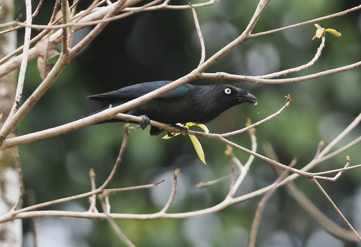 Yellow-eyed Starling - ML624103102