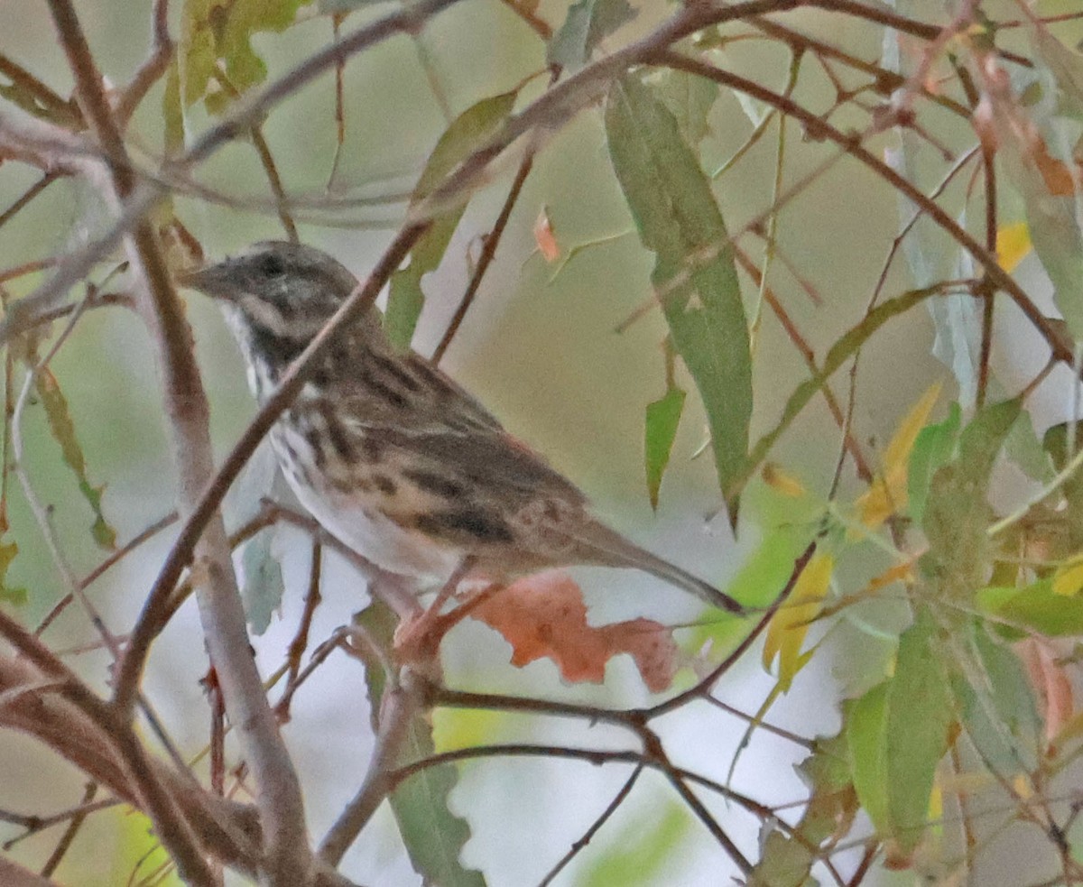 Song Sparrow - ML624103104