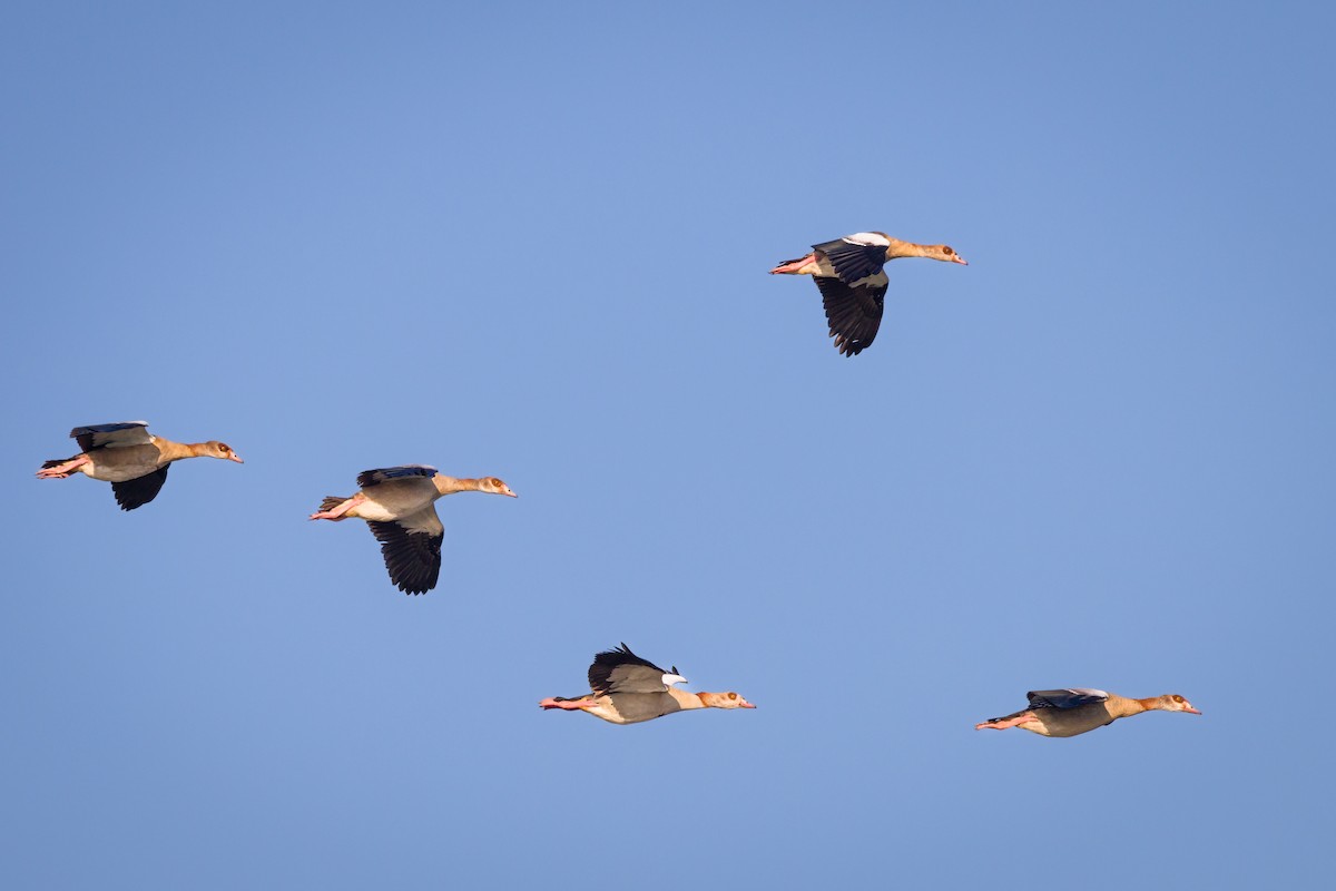 Egyptian Goose - ML624103111